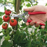 Fruit Pruners