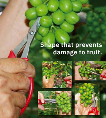 Rounded shape that prevents damage to fruit. ARS 321DX-T Grape Harvesting Scissors Shape that prevents damage to fruit